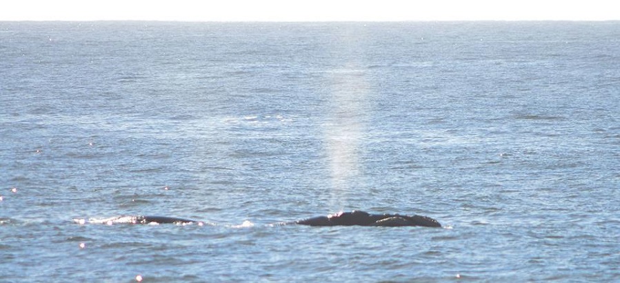 Comienza la temporada de ballenas en Uruguay